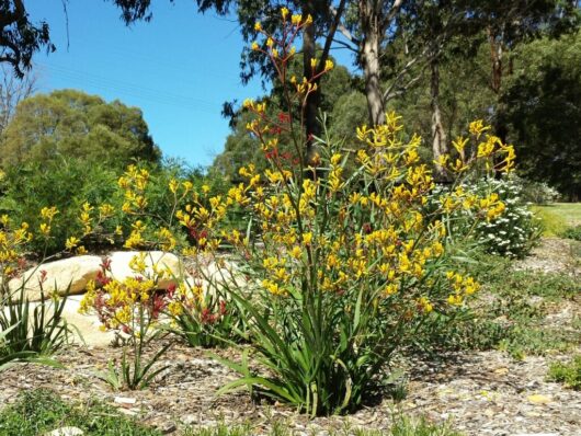 Kangaroo Paw "Yellow Gem"