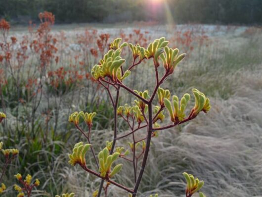 A close-up of an Anigozanthos 'Yellow Gem' Kangaroo Paw 6" Pot plant with green and red leaves backlit by the sunrise in a dew-covered field.