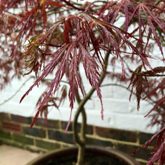 Japanese Maple "Heartbeat"