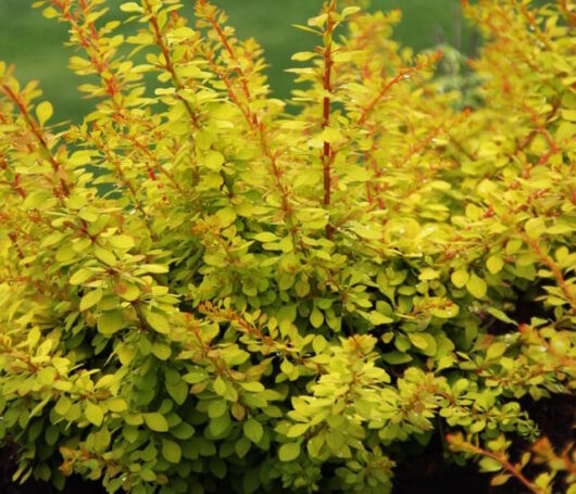 Japanese Barberry "Golden Glow"
