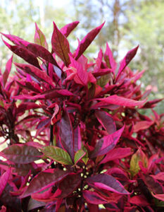 Alternanthera "Brazilian Red Hots"