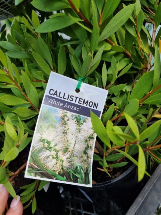 Callistemon 'White Anzac' Bottlebrush 6" Pot