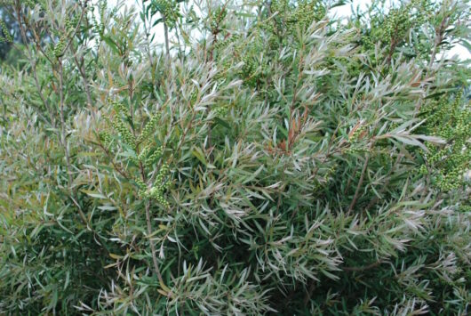 Callistemon "Silver Cloud"