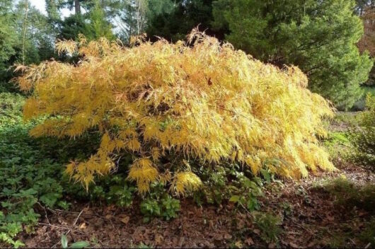 Japanese Maple Weeping "Flavescens"