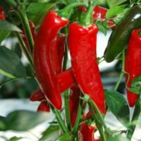 Capsicum Chilli Pepper "Cayenne"