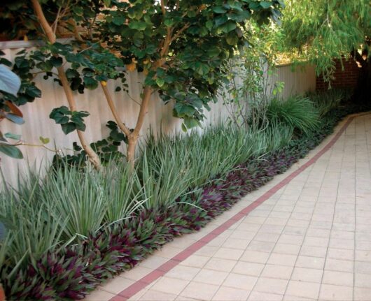 A well-maintained garden pathway lined with Dietes iridioides 'White Tiger' and shrubs against a wooden fence, all flourishing in 8" pots.