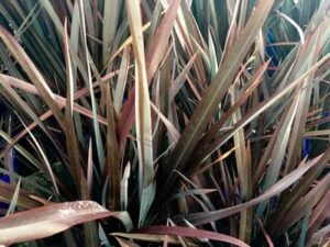 Phormium "Anna Red Flax"