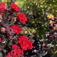 Lagerstroemia 'Diamonds in the Dark®' (Best Red) 7" Pot flowers blooming on dark foliage, with a sunny garden background.