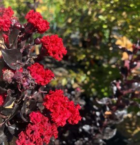 Lagerstroemia 'Diamonds in the Dark®' (Best Red) 7" Pot flowers blooming on dark foliage, with a sunny garden background.