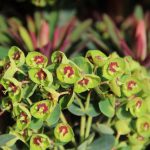 Euphorbia "Martins Spurge"
