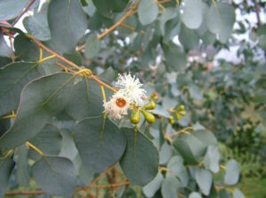 Eucalyptus "Miera Cider Gum"