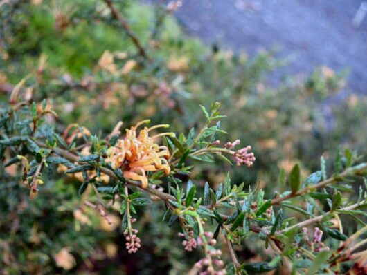 A close-up of a Grevillea 'Carpet Queen' 6" Pot flowering shrub with green leaves and yellow flowers, with a soft-focus background.