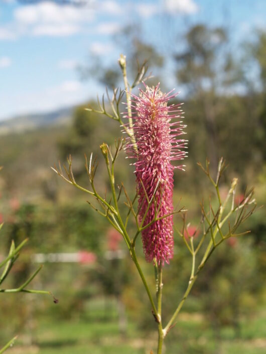 Grevillea Hybrid "Liliane"