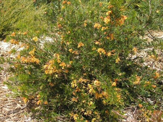 A Grevillea 'Hills Jubilee' 6" Pot shrub with yellow flowers in a natural setting with mulch-covered ground.