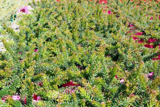 Grevillea "Woolly Bear Hero"