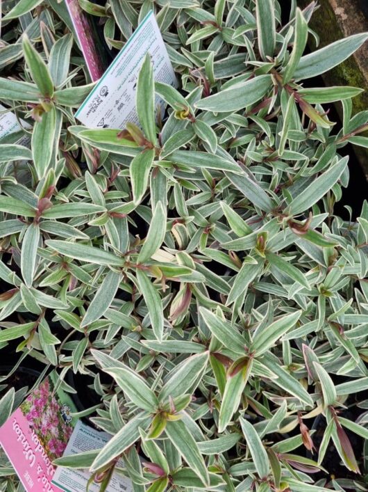 Hebe 'Annie's Winter Wonder' 6" Pot
