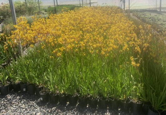Anigozanthos 'Yellow Gem' Kangaroo Paw 6" Pot