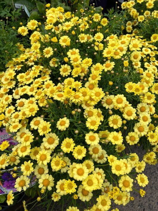 Argyranthemum 'Yellow' Marguerite Daisy