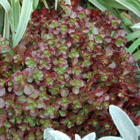 Sedum "Chocolate Blob"