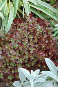 Sedum "Chocolate Blob"