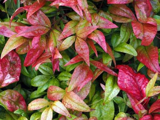 Variety of colorful leaves, including Nandina 'City Lights' 8" Pot, showing signs of seasonal change.