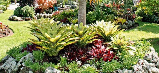 Tropical Garden