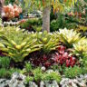 Tropical Garden