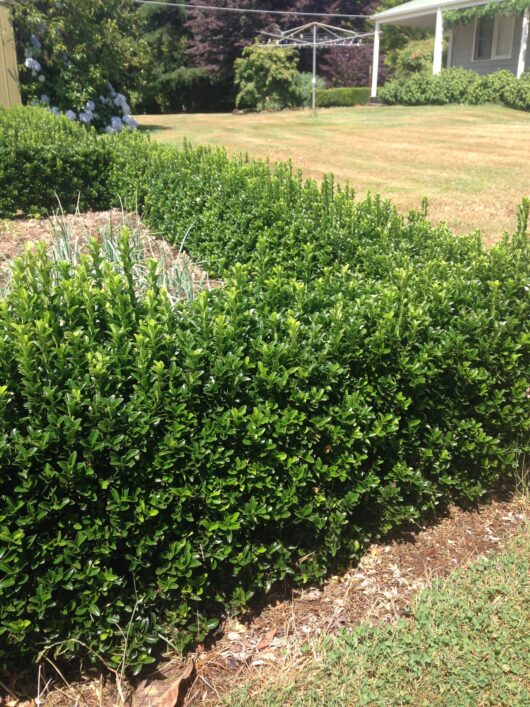 Euonymus 'Green Rocket 3" Pot
