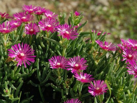 Lampranthus "Pig Face Hot Pink"