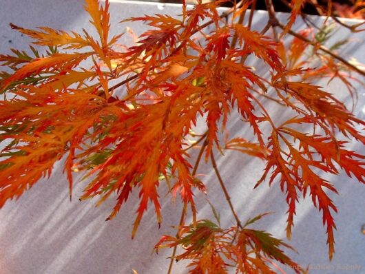 Vivid orange and red leaves of an Acer 'Flavescens' Japanese Maple 10" Pot tree against a blurred background.