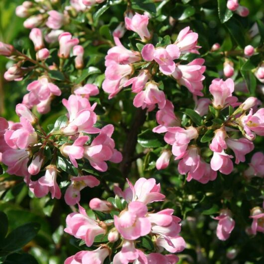 Escallonia "Apple Blossom"