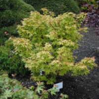 Acer "Aka Kawa Hime"