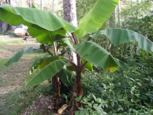 Dwarf Banana "Red Dacca"