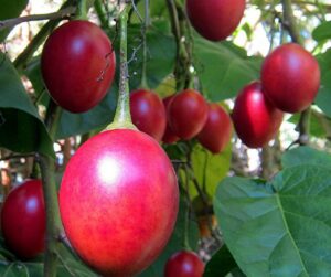 Red Tamarillo