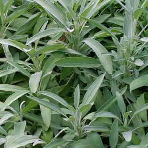 Common Sage