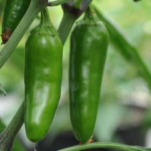 Capsicum "Chilli Jalapeno"