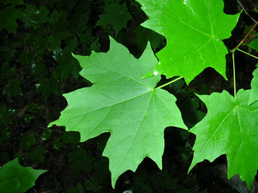 Close-up of bright green Acer saccharum 'Sugar' Maple leaves against a shadowy background, highlighting their detailed veins and jagged edges.