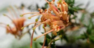 Grevillea "Carpet Queen"