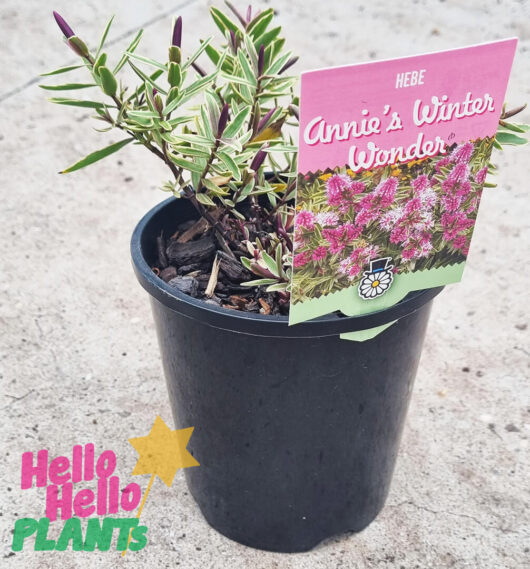 Hebe 'Annie's Winter Wonder' 6" Pot