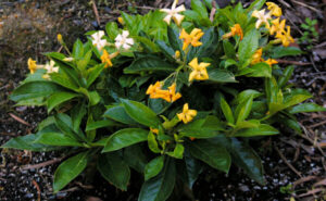 Native Frangipani "Gold Nugget"