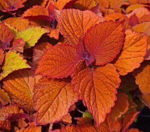 Coleus Campfire