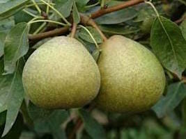 Pear Tree "Josephine"