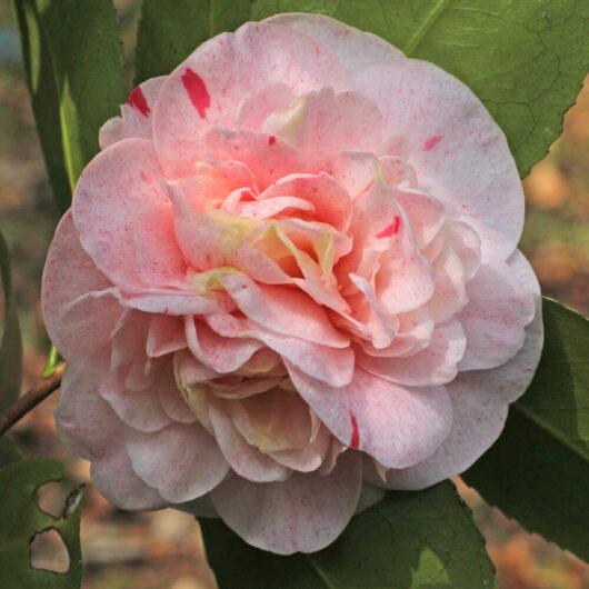 Camellia "Strawberry Blonde"