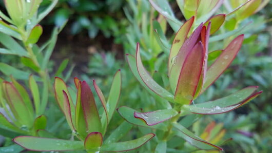 Young red and green leaves with dewdrops on a Leucadendron 'Superstar' 6" Pot plant.