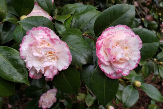 Camellia "Strawberry Blonde"