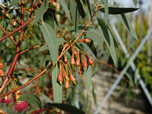 Eucalyptus leucoxylon 'Scarlet' Gum Tree 8" Pot branches with narrow leaves, seed pods, and a pink flower against a blurred background.