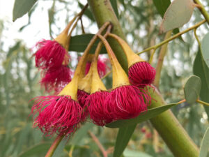 Eucalyptus Leucoxylon "Scarlet"