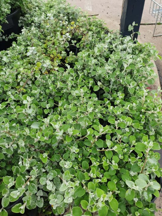 A dense patch of Helichrysum 'Licorice' 8" Pot plants in an outdoor garden setting.