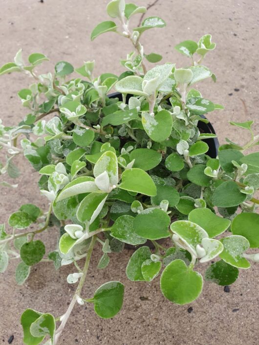 A small Helichrysum 'Licorice' 8" Pot plant with variegated green and white leaves, showing slight water droplets, placed on a sandy surface.