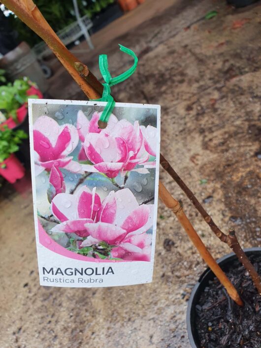 A wet label featuring Magnolia 'Rustica Rubra' 6" Pot, with vibrant pink and white blossoms, hangs on a green wire in a garden setting.